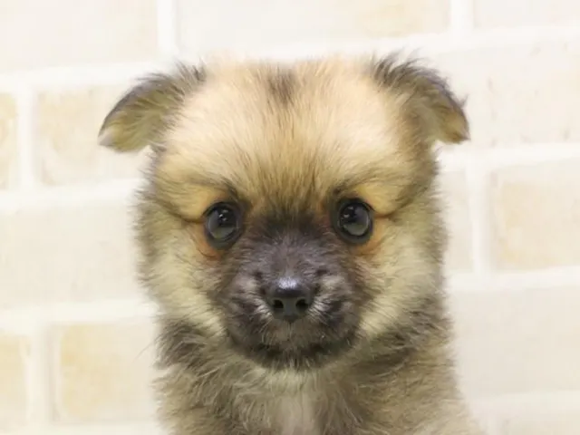 埼玉県のハーフ犬・ミックス犬 (ペッツワン蓮田店/2025年4月28日生まれ/男の子/オレンジセーブル)の子犬